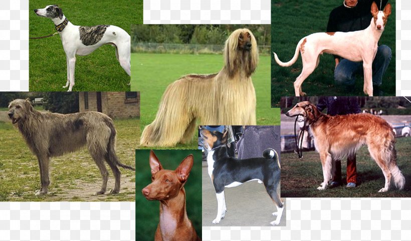 Saluki Sloughi Whippet Silken Windhound Rhodesian Ridgeback, PNG, 1593x938px, Saluki, Animal, Animal Sports, Borzoi, Dog Download Free