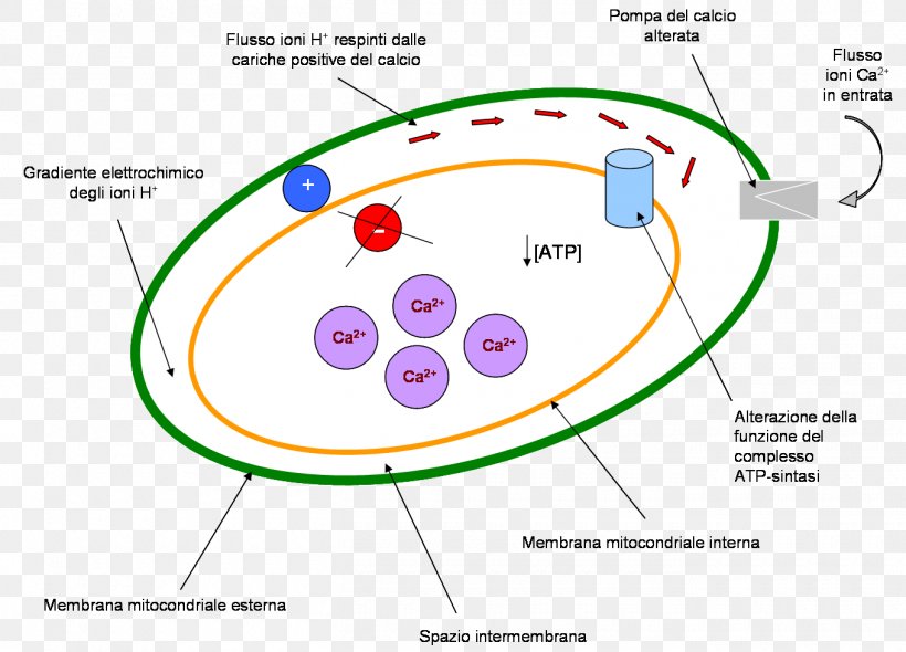 Circle Point Diagram, PNG, 1360x980px, Point, Area, Diagram, Organism, Text Download Free