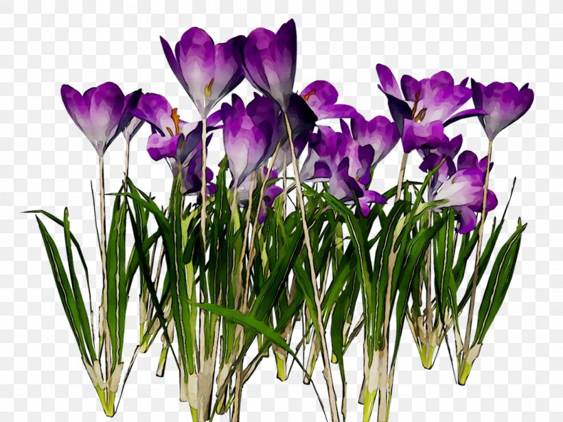 Crocus Purple Cut Flowers Violet Family M Invest D.o.o., PNG, 1156x867px, Watercolor, Cartoon, Flower, Frame, Heart Download Free