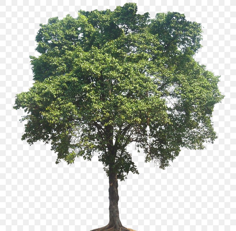 Quercus Suber Populus Nigra Weeping Fig Tree, PNG, 747x800px, Quercus Suber, Acer Campestre, Branch, Cottonwood, Evergreen Download Free