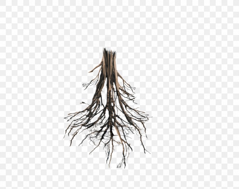 Tree Root Trunk Oak, PNG, 1006x794px, Tree, Branch, Giant Sequoia, Oak, Root Download Free