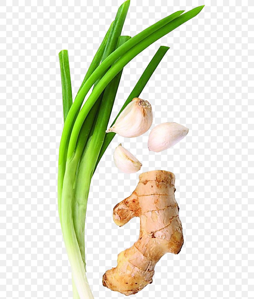 Allium Fistulosum Cong You Bing Ginger Garlic Vegetable, PNG, 683x966px, Allium Fistulosum, Allium Schoenoprasum Var Foliosum, Capsicum Annuum, Clay Pot Cooking, Condiment Download Free