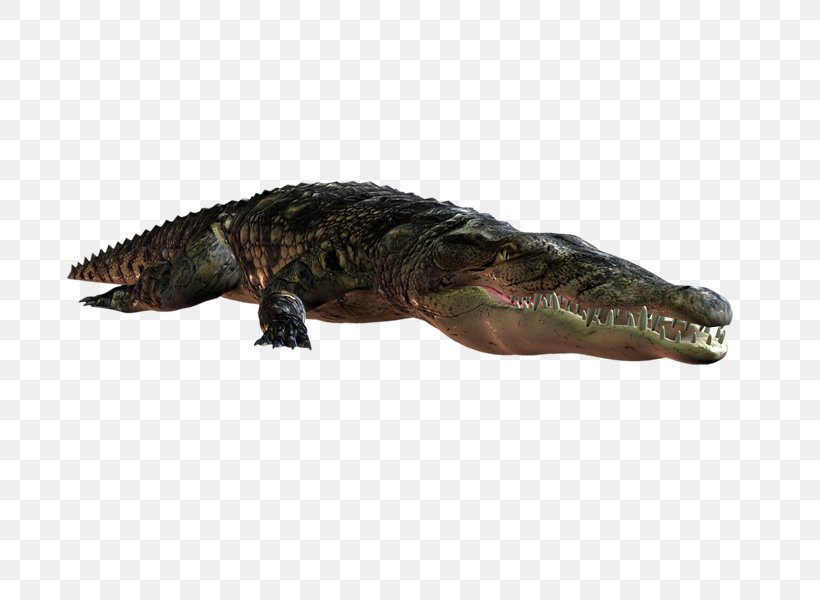 Nile Crocodile American Alligator Terrestrial Animal, PNG, 800x600px, Nile Crocodile, Alligator, Alligators, American Alligator, Animal Download Free