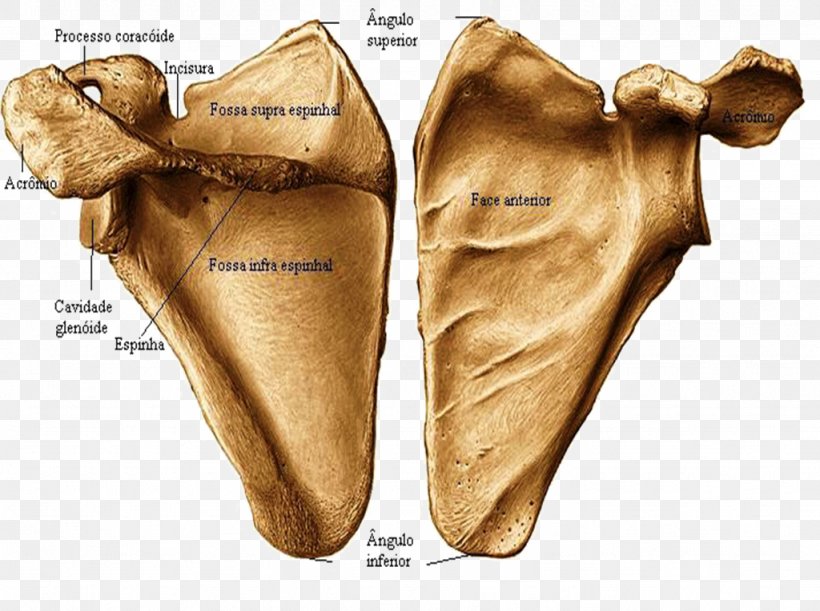 Scapula Frontal Bone Anterior Joint, PNG, 1024x764px, Scapula, Acromion, Anatomy, Anterior, Atlas Download Free
