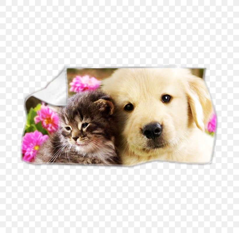 Puppy Cat Kitten Golden Retriever Pug, PNG, 800x800px, Puppy, Animal, Bulldog, Carnivoran, Cat Download Free