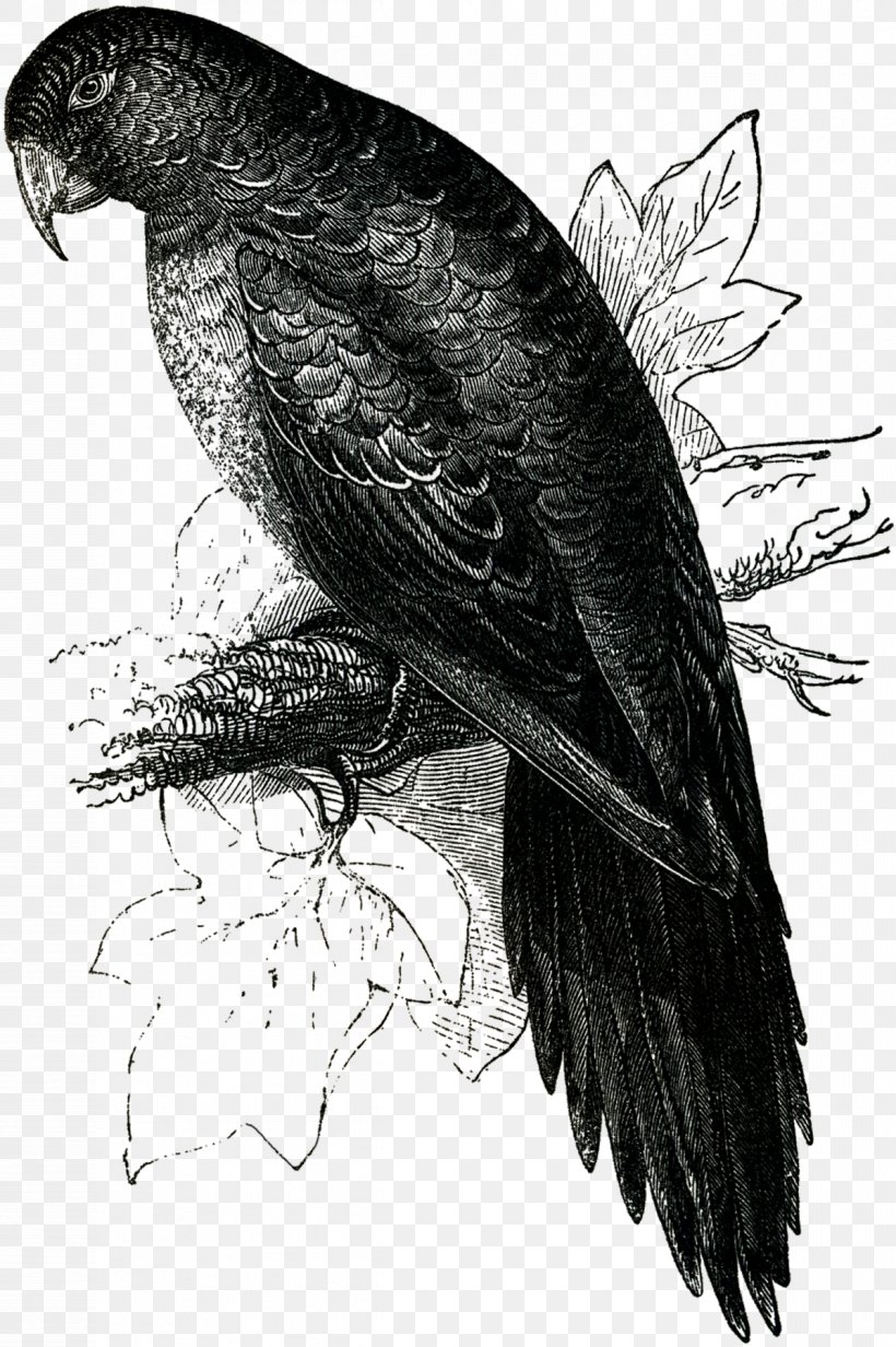 Bald Eagle Buzzard Vulture Hawk Beak, PNG, 1198x1800px, Bald Eagle, Beak, Bird, Bird Of Prey, Black And White Download Free