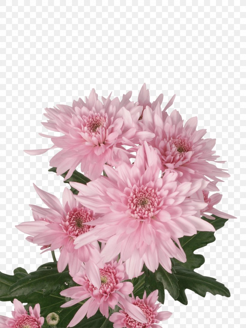 Chrysanthemum Royal Van Zanten Cut Flowers Floral Design, PNG, 1200x1600px, Chrysanthemum, Annual Plant, Aster, Chrysanths, Cut Flowers Download Free