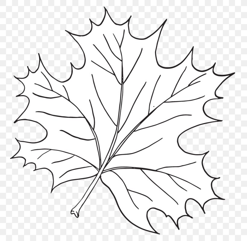 Clip Art Leaf Plants Twig Biology Clipart, PNG, 800x800px, Leaf, Area, Biology Clipart, Black And White, Branch Download Free