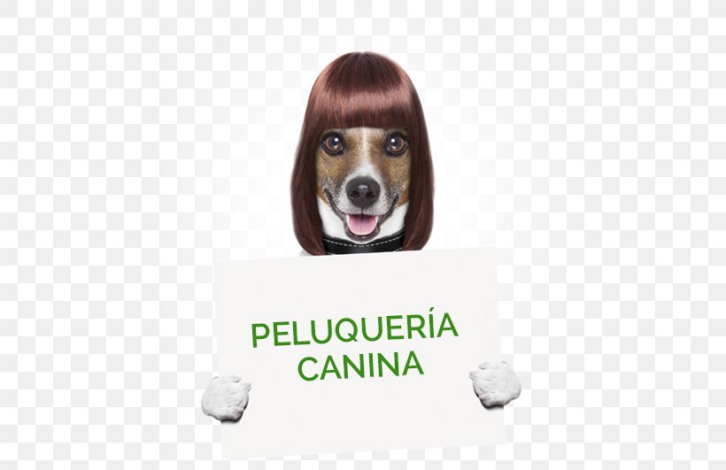 Dog Grooming Pet Sitting Comb Cosmetologist, PNG, 557x531px, Dog, Barber, Beagle, Beauty Parlour, Carnivoran Download Free