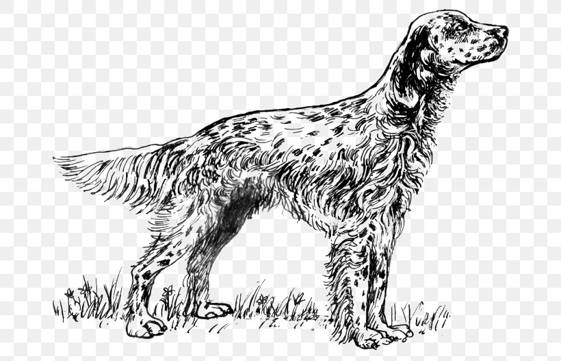 English Setter Drawing Clip Art, PNG, 700x527px, English Setter, Black And White, Carnivoran, Coat, Dog Download Free