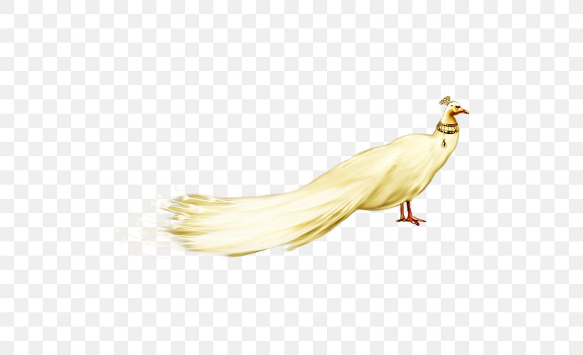 Peafowl White, PNG, 500x500px, Peafowl, Art, Beak, Bird, Chicken Download Free