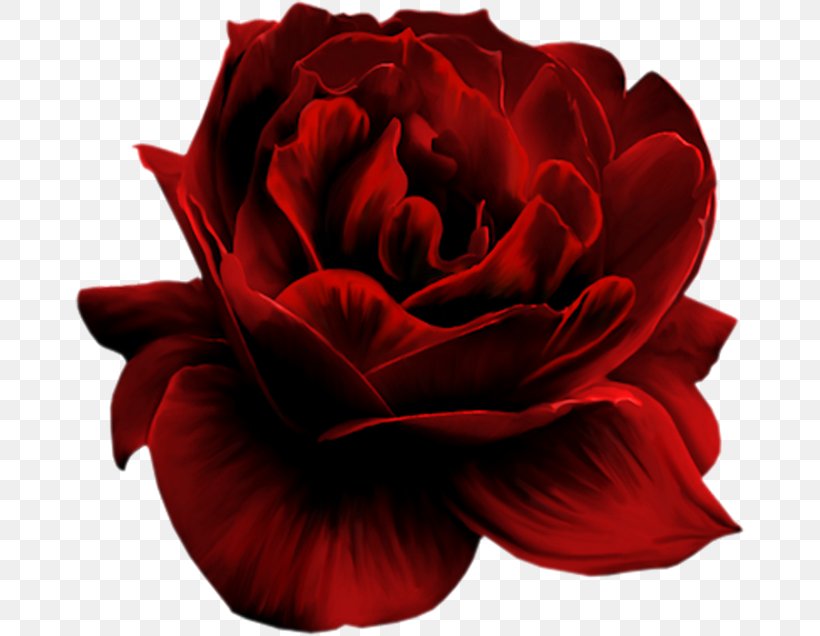 Rose Clip Art, PNG, 670x636px, Rose, Art, Blue Rose, China Rose, Close Up Download Free