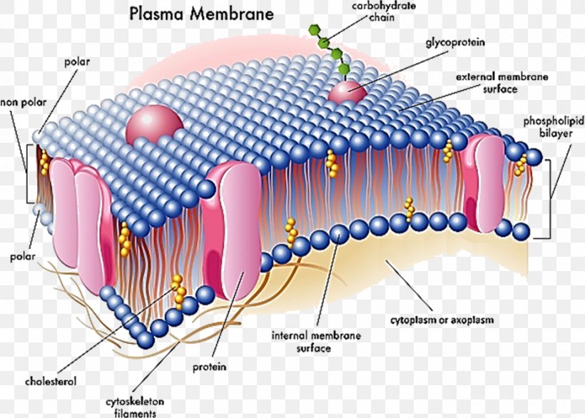 cell membrane cartoon