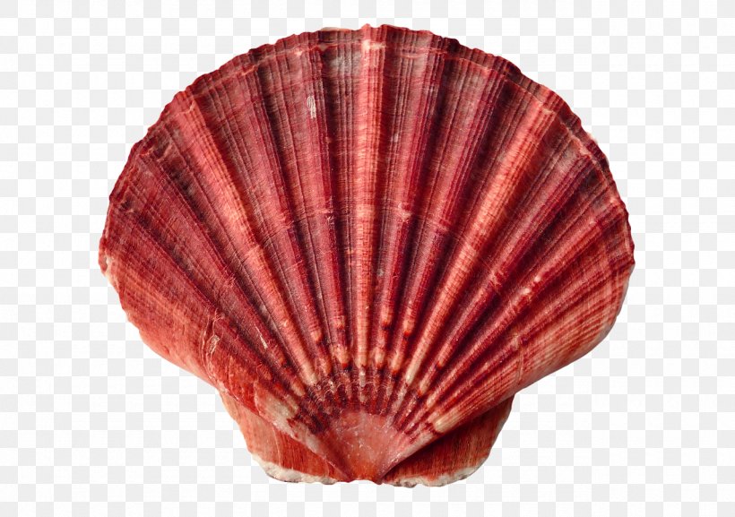 Clam Oyster Seashell Mollusc Shell Shellfish, PNG, 1280x902px, Clam, Animal Product, Beach, Clams Oysters Mussels And Scallops, Cockle Download Free
