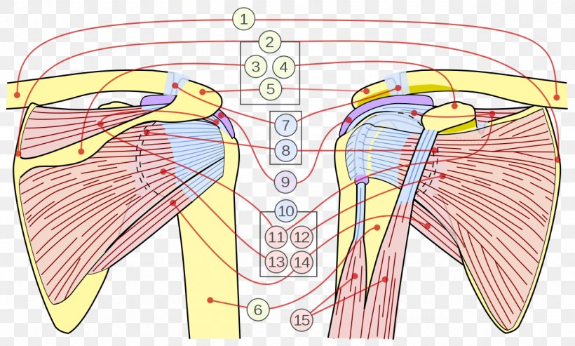 Shoulder Joint Rotator Cuff Scapula, PNG, 1280x771px, Watercolor, Cartoon, Flower, Frame, Heart Download Free
