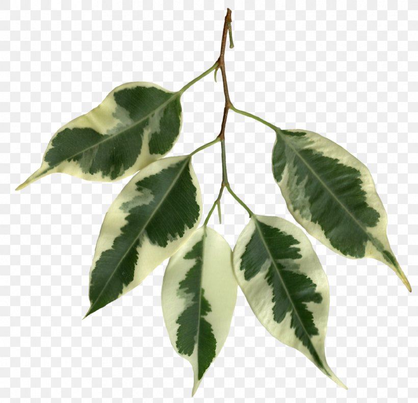 Weeping Fig Fiddle-leaf Fig Variegation Plant Stem, PNG, 1062x1024px, Weeping Fig, Branch, Fiddleleaf Fig, Fig Trees, Information Download Free
