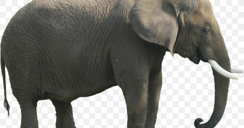 African Bush Elephant Elephants Clip Art Image, PNG, 989x519px, African Bush Elephant, African Elephant, Animal, Asian Elephant, Elephant Download Free