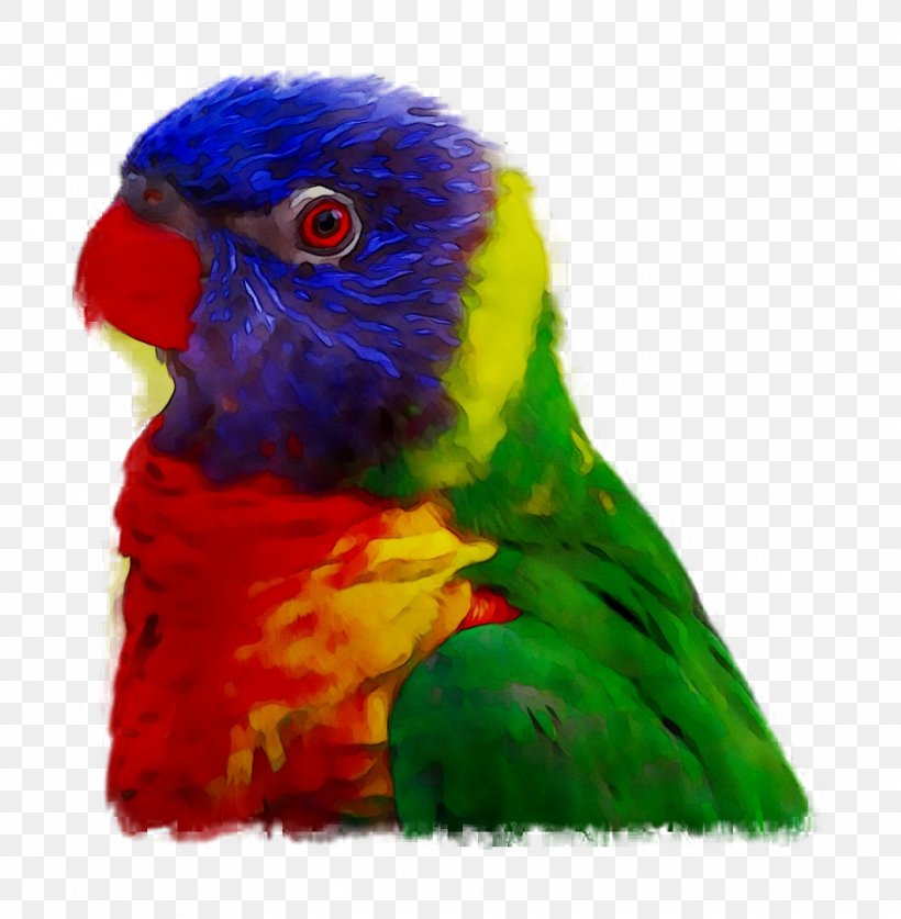 Amazon Parrot Bird Vertebrate Budgerigar, PNG, 960x980px, Parrot, Amazon Parrot, Animal, Beak, Bird Download Free