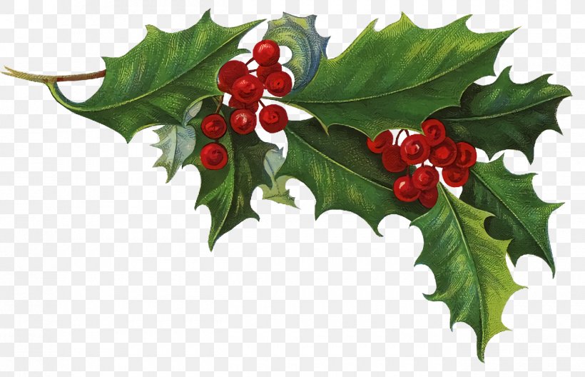 Christmas Holly Ilex Holly, PNG, 1300x838px, Christmas Holly, American Holly, Chinese Hawthorn, Christmas, Flower Download Free