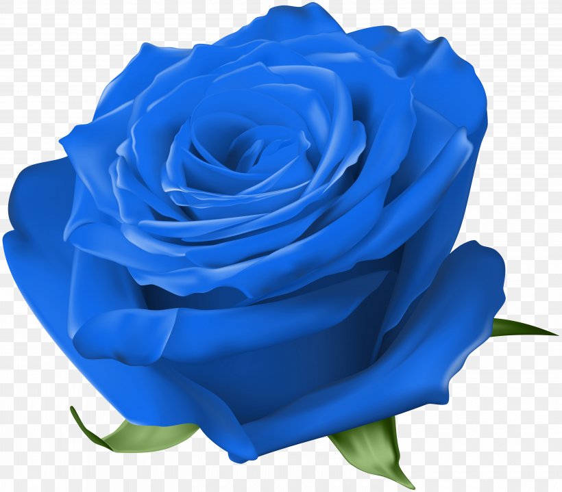 Garden Roses Blue Rose Cabbage Rose Floribunda China Rose, PNG, 6000x5263px, Garden Roses, Beach Rose, Blue, Blue Rose, Cabbage Rose Download Free