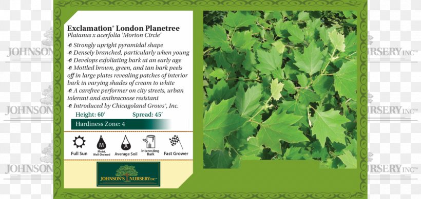 American Sycamore London Plane Keyword Tool Tree Leaf, PNG, 1240x589px, American Sycamore, Acer, Brand, Grass, Herb Download Free