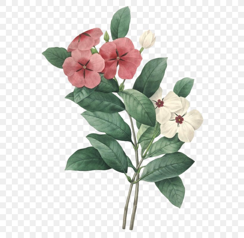 Choix Des Plus Belles Fleurs Madagascar Periwinkle Drawing, PNG, 574x800px, Choix Des Plus Belles Fleurs, Annual Plant, Art, Botanical Illustration, Botany Download Free