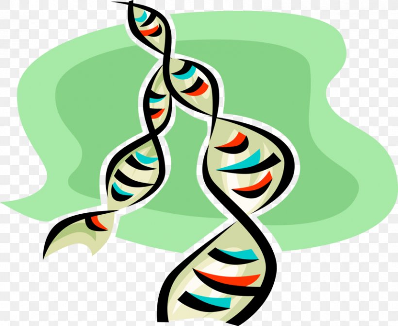 Clip Art Graphic Design Vector Graphics Illustration Image, PNG, 855x700px, Dna, Artwork, Graphic Arts, Nucleic Acid Double Helix, Royaltyfree Download Free
