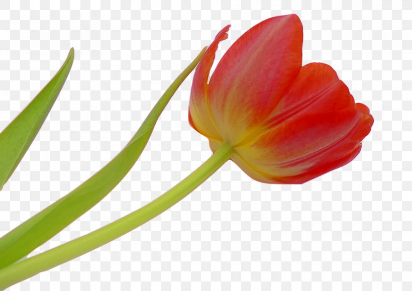 Flower Tulip Petal Image, PNG, 960x678px, Flower, Blossom, Botany, Bud, Cut Flowers Download Free