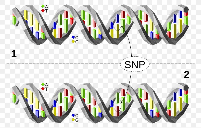 Single-nucleotide Polymorphism Haplotype Genetic Variation, PNG, 800x522px, Singlenucleotide Polymorphism, Adenine, Allele, Area, Base Pair Download Free