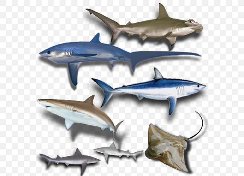 Squaliformes Fish Chondrichthyes Batoidea Gummy Shark, PNG, 591x591px, Squaliformes, Batoidea, Billfish, Broadnose Sevengill Shark, Cartilaginous Fish Download Free