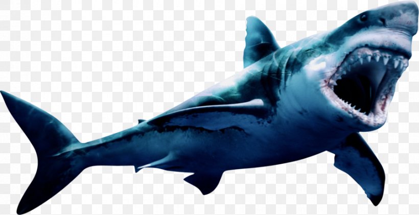 great white shark art