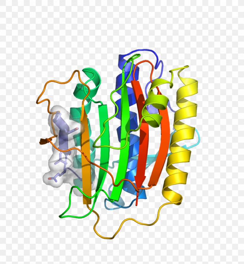 HORMA Domain Meiosis Structure Genetic Recombination Chromosome, PNG, 1000x1083px, Meiosis, Area, Art, Biochemistry, Body Jewelry Download Free