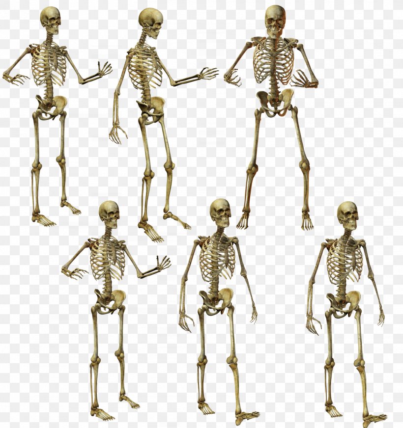 Human Skeleton Human Anatomy, PNG, 1503x1600px, Skeleton, Anatomy, Brass, Collage, Figurine Download Free