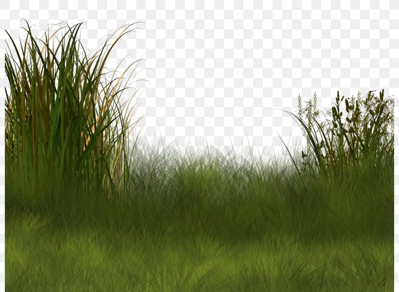 Plant Wetland Landscape Clip Art, PNG, 800x600px, Plant, Data Compression, Ecosystem, Field, Grass Download Free