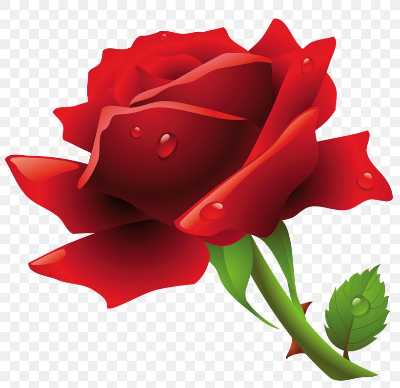 Rose Clip Art, PNG, 800x795px, Rose, China Rose, Close Up, Cut Flowers, Floribunda Download Free