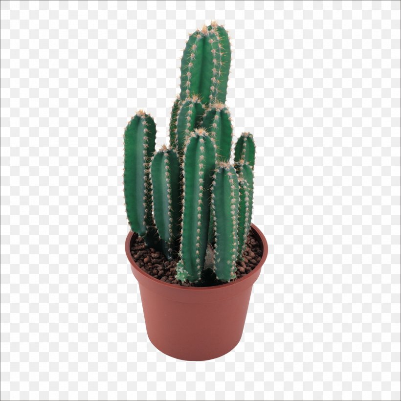 Cactaceae Clip Art, PNG, 1773x1773px, Cactaceae, Acanthocereus Tetragonus, Cactus, Caryophyllales, Display Resolution Download Free