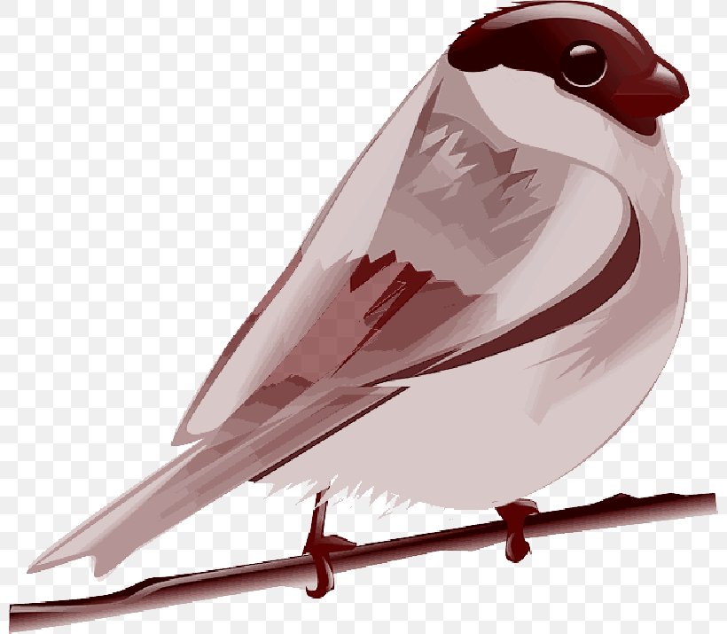 Clip Art Bird Parrot Vector Graphics, PNG, 800x715px, Bird, Beak, Beeeater, Bird Nest, Drawing Download Free