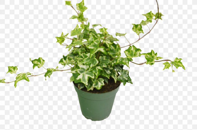 Common Ivy Houseplant Devil's Ivy Syngonium Podophyllum Flowerpot, PNG, 1200x795px, Common Ivy, Annual Plant, Bellflower, Calathea Lancifolia, Calatheas Download Free