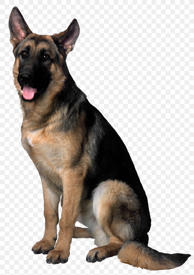 German Shepherd Golden Retriever Puppy Clip Art, PNG, 1607x2283px, German Shepherd, Carnivoran, Dog, Dog Breed, Dog Breed Group Download Free