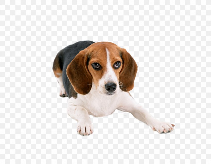Beagle Basset Hound Puppy Cat Dog Breed, PNG, 1086x845px, Beagle, American Foxhound, Animal Testing, Basset Hound, Beagle Harrier Download Free