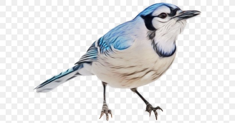 Bird Blue Jay Beak Scrub Jay Jay, PNG, 600x428px, Watercolor, Beak, Bird, Blue Jay, Jay Download Free
