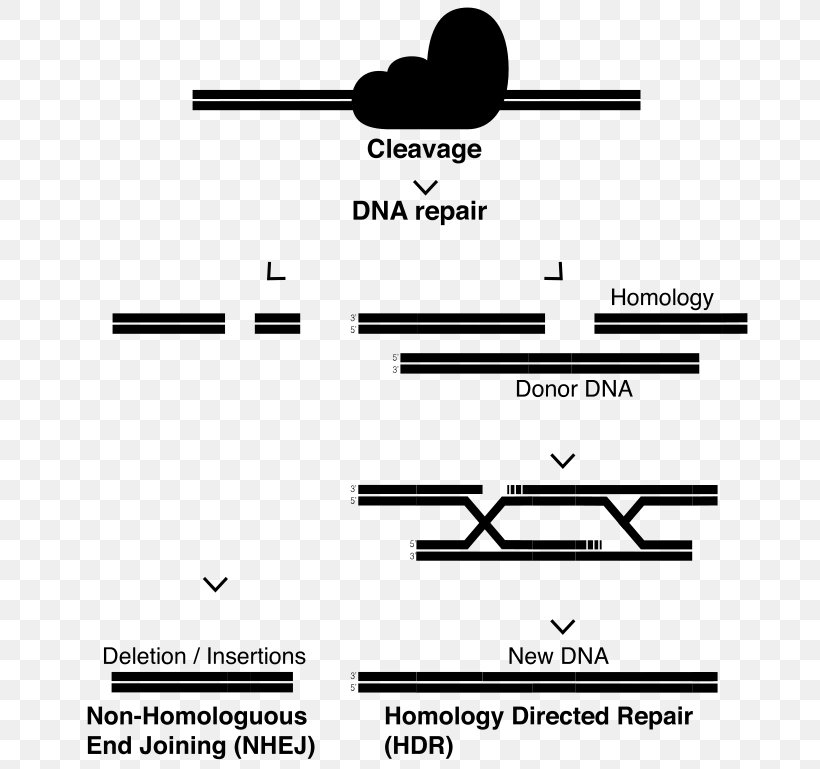 CRISPR DNA Repair Cas9 Zinc Finger Nuclease Germline Mutation, PNG, 690x769px, Crispr, Area, Black, Black And White, Brand Download Free