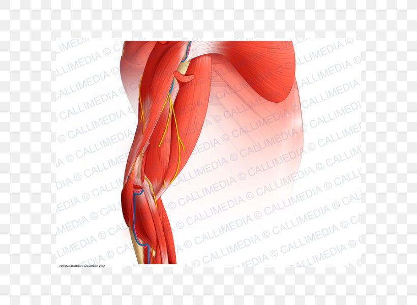 Elbow Muscle Arm Nerve Augšdelms, PNG, 600x600px, Watercolor, Cartoon, Flower, Frame, Heart Download Free