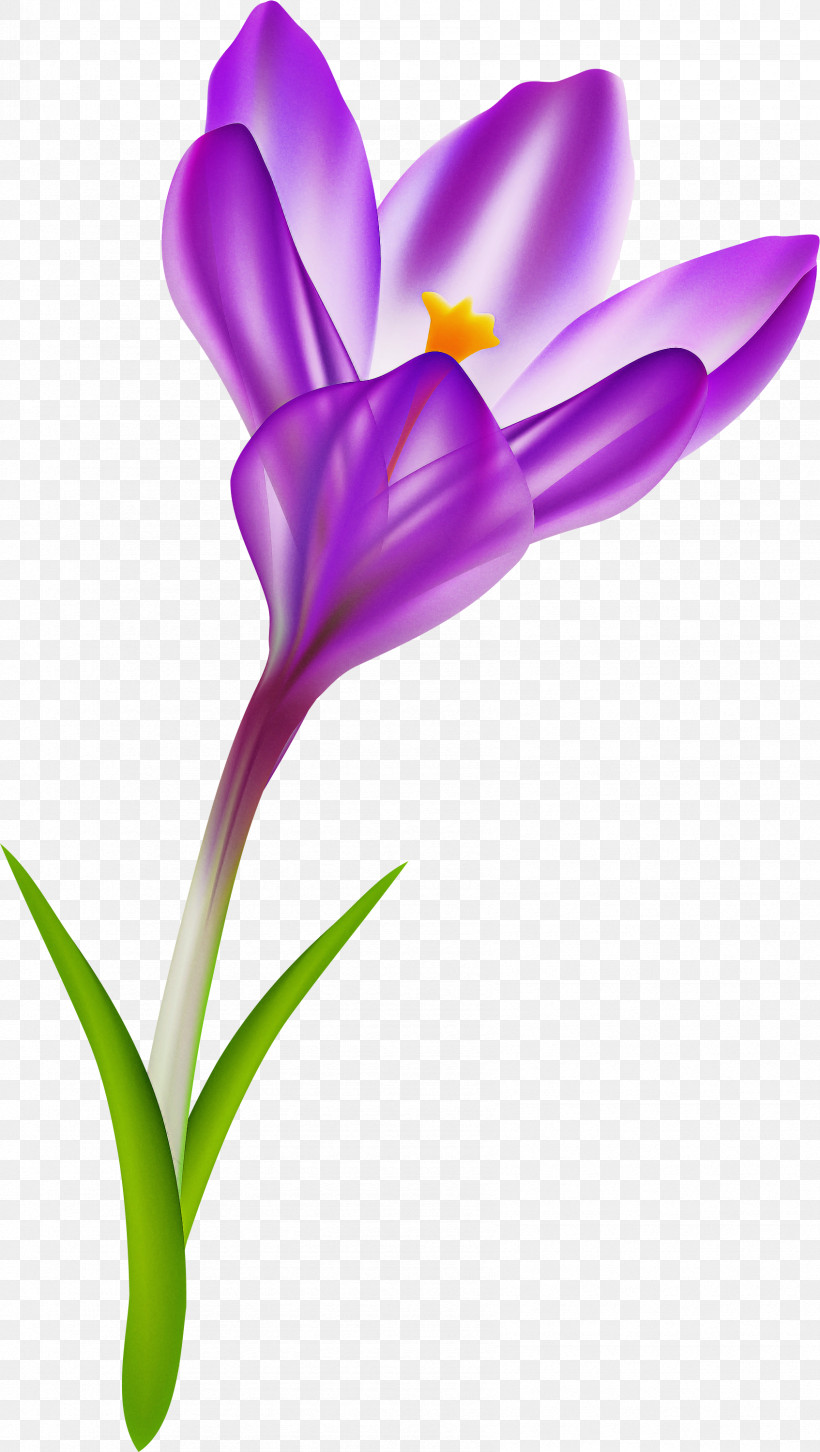 Flower Violet Purple Plant Petal, PNG, 1694x3000px, Flower, Crocus, Cut Flowers, Iris, Iris Family Download Free