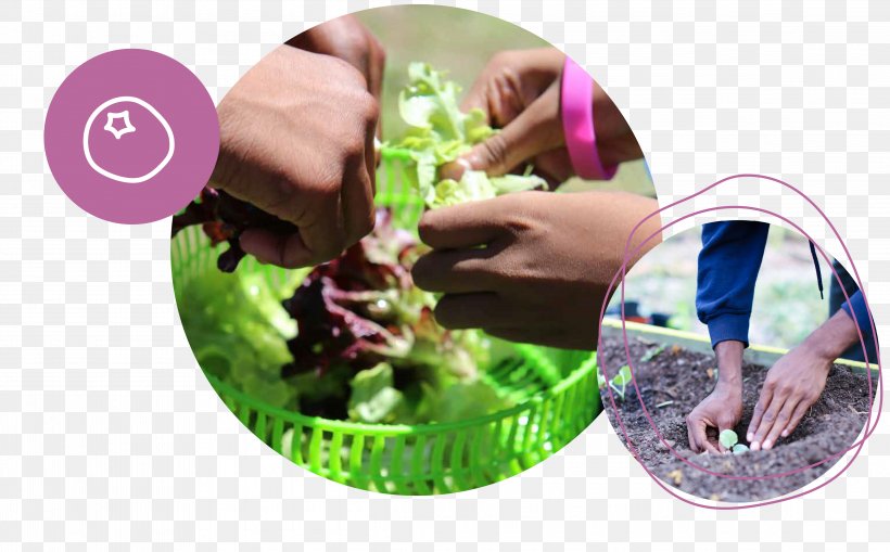 Herb Plastic Finger, PNG, 4591x2852px, Herb, Finger, Leaf Vegetable, Plant, Plastic Download Free