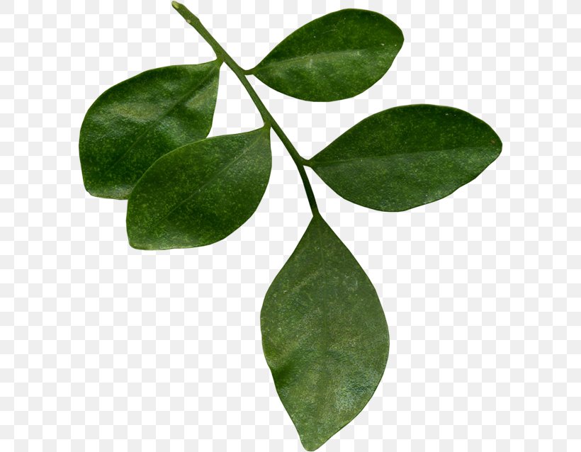 Leaf Tea Plant Stem Flower, PNG, 600x638px, Leaf, Auglis, Botany, Branch, Flower Download Free
