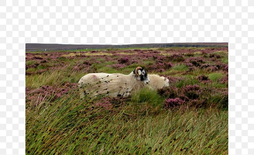 Pasture Grassland Sheep Sheep Natural Environment, PNG, 655x501px, Pasture, Grass, Grassland, Livestock, Meadow Download Free