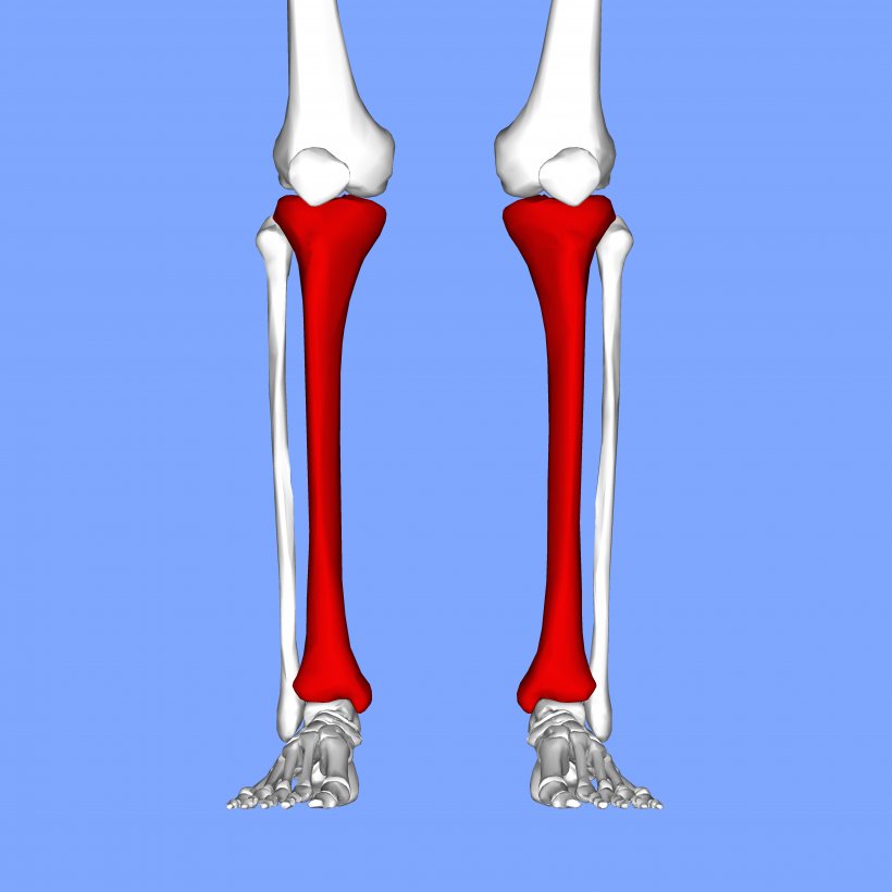 Tibia Shin Splints Fibula Bone Knee Pain, PNG, 4500x4500px, Tibia, Arm, Bone, Bone Fracture, Femur Download Free