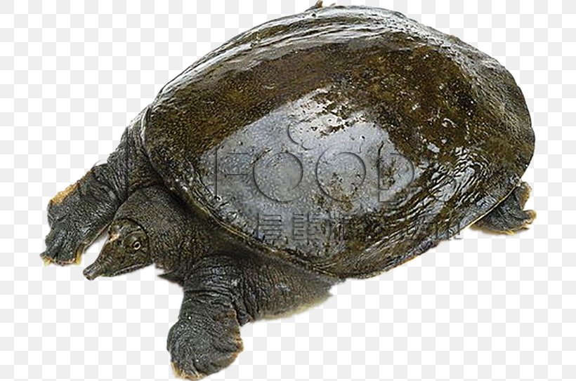 Common Snapping Turtle Chinese Cuisine Chinese Softshell Turtle Food Nước Chấm, PNG, 708x543px, Common Snapping Turtle, Angling, Box Turtle, Carp, Chelydridae Download Free