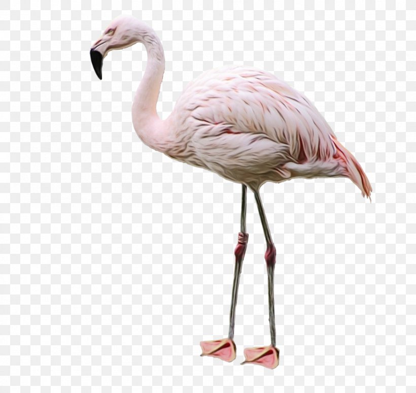 Clip Art Flamingo Transparency Vector Graphics, PNG, 1024x967px, Flamingo, Beak, Bird, Cranelike Bird, Drawing Download Free